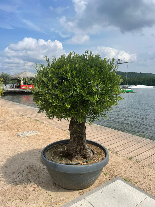 Plantman | Olivenbaum Teddy